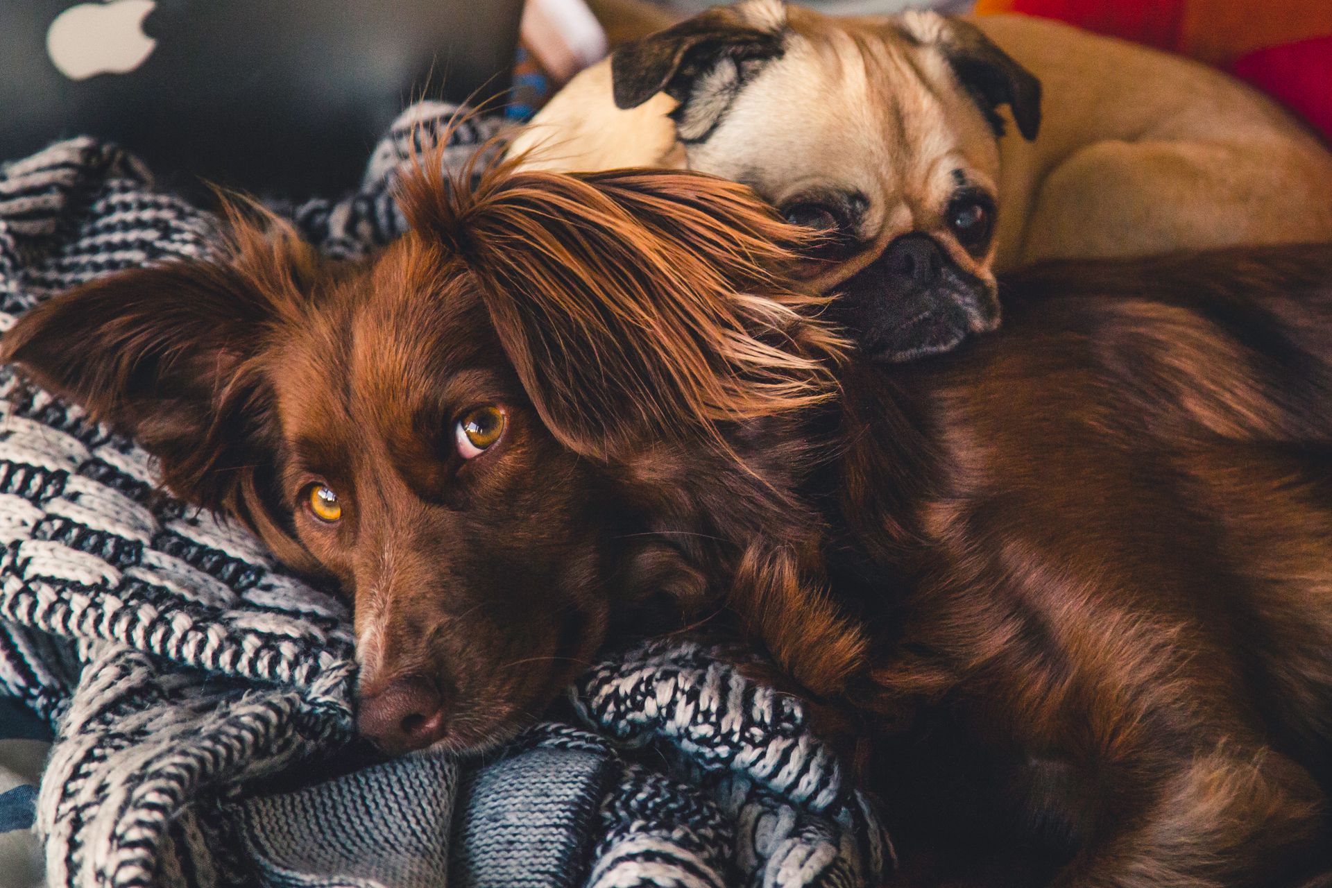 two dogs nestled together on couch