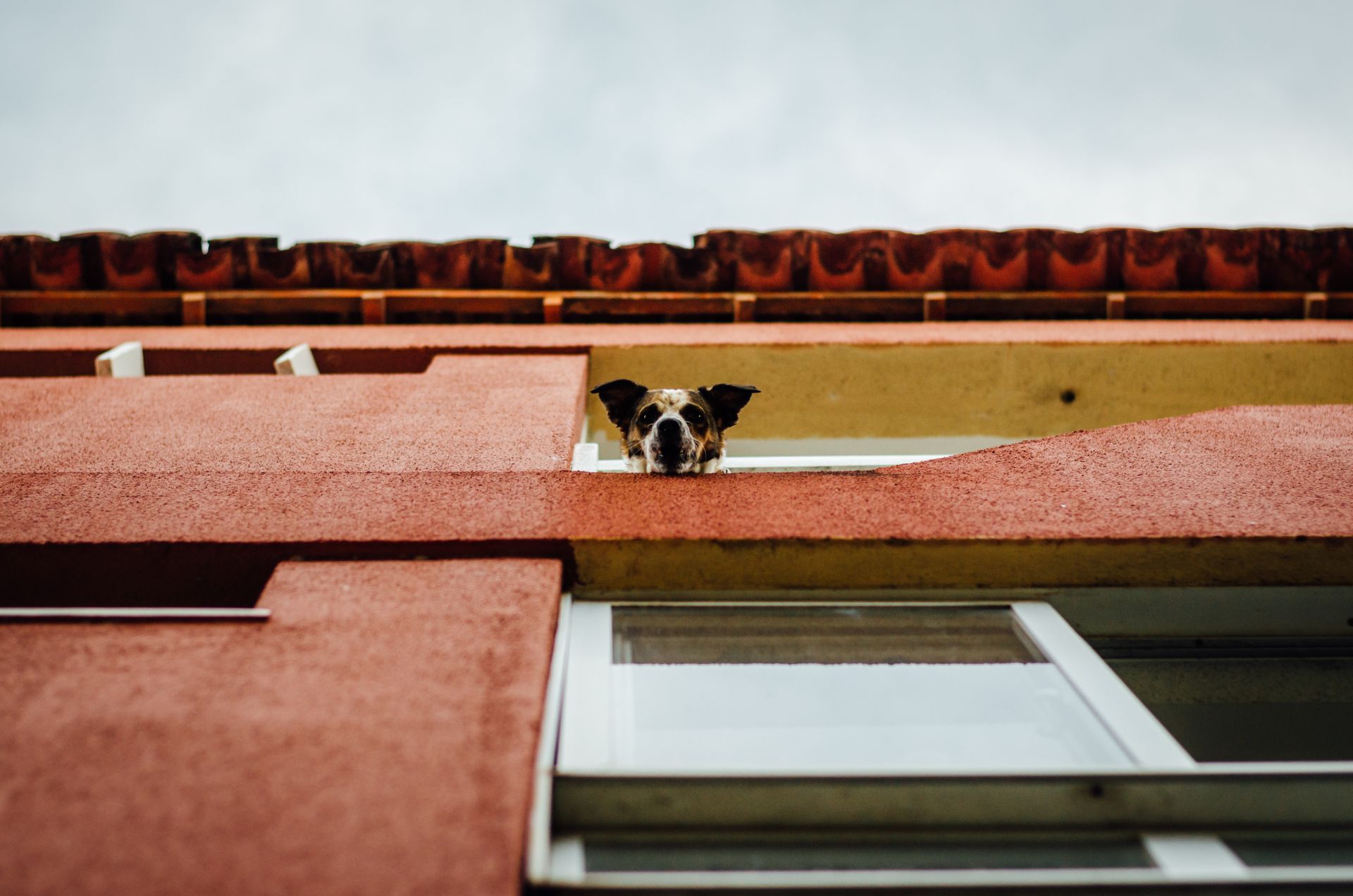 A curious dog looks out of a window in an urban residential area, showcasing city pet life.