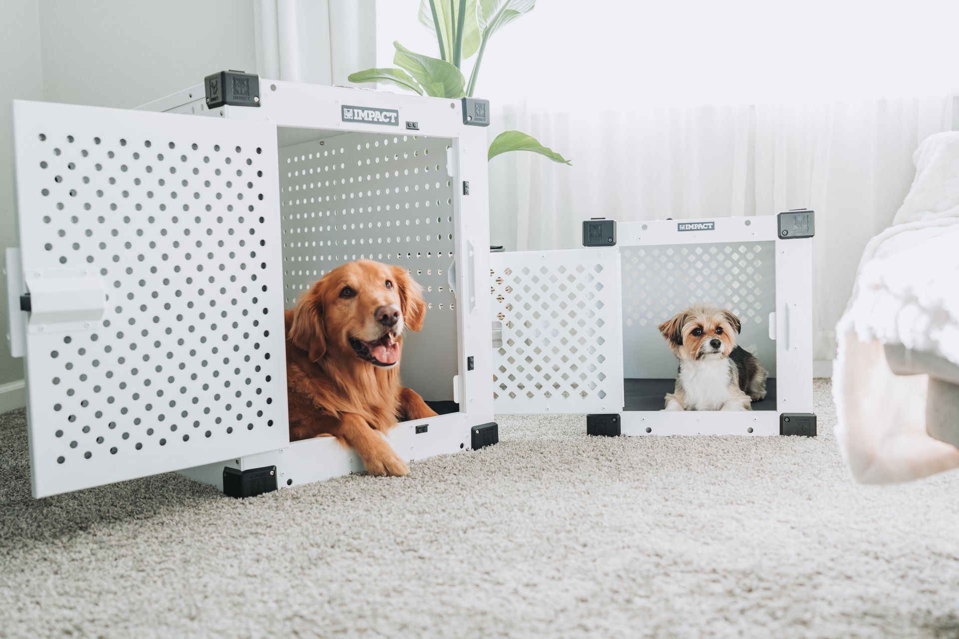 Golden Retriever and small dog resting in white dog crates in a cozy living room.