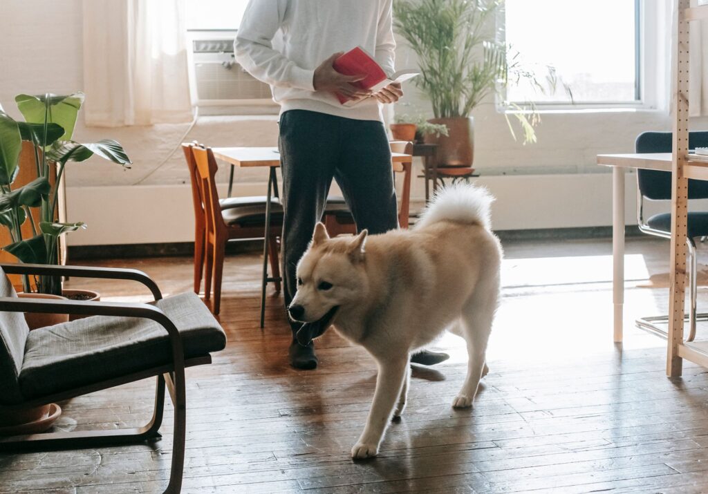 A man stands reading a book in a sunlit living room with his loyal Akita Inu dog.